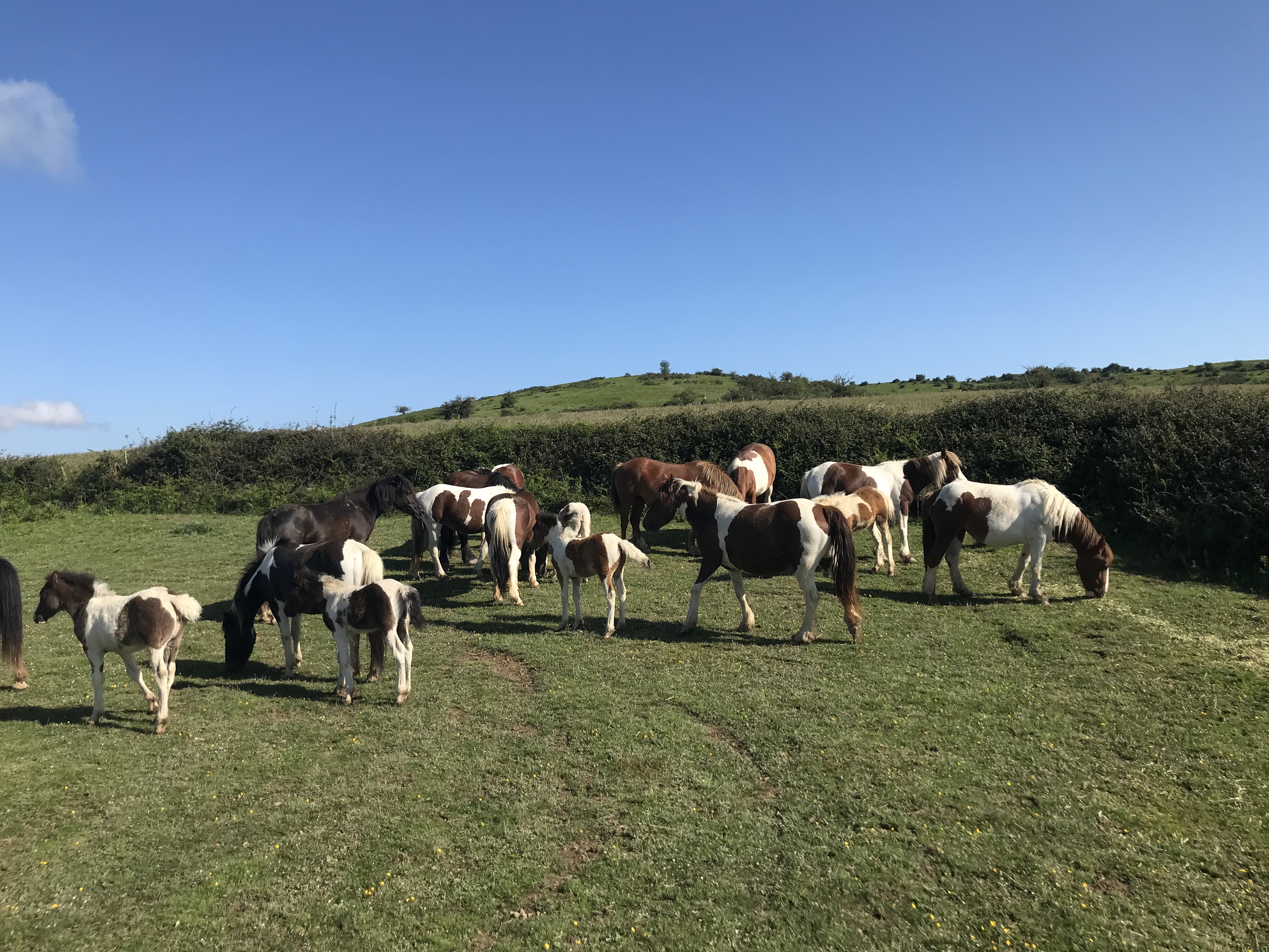 ETCHEVERRY-BORTHEIRY